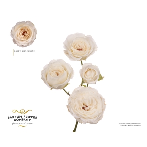 Rosa Spray Princess Fairy White