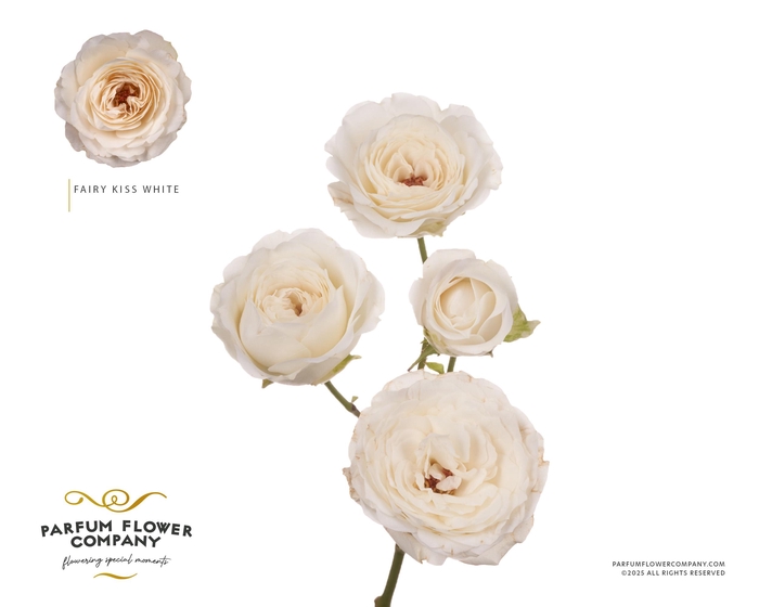 <h4>Rosa Spray Princess Fairy White</h4>
