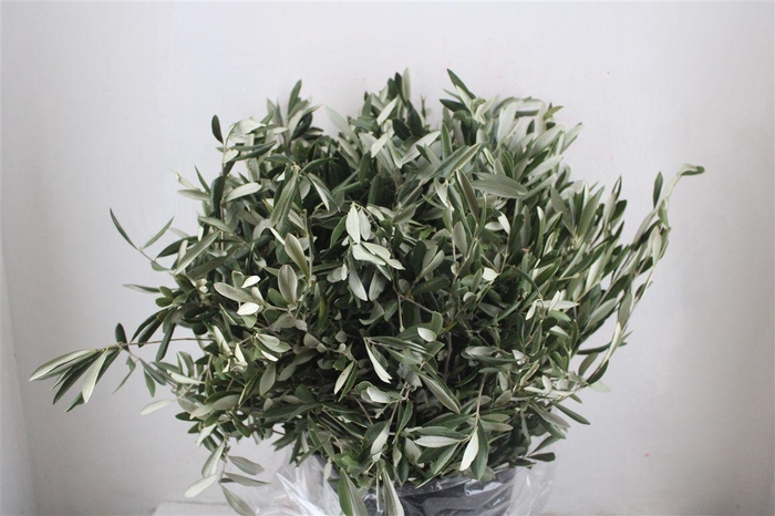 <h4>Olijf 400gr P Bunch</h4>