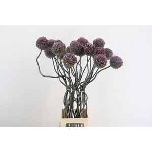 ALLIUM SPAGHETTI