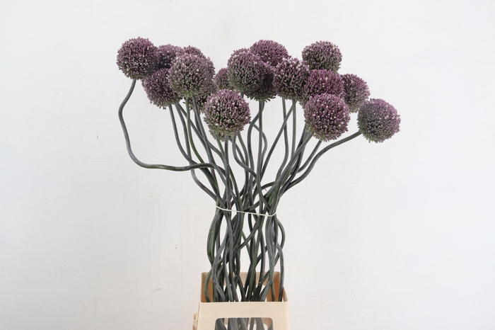 <h4>ALLIUM SPAGHETTI</h4>