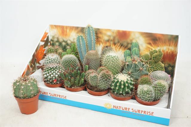 Cactus mix 8,5Ø 12cm