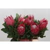 Protea Cynaroides Madiba