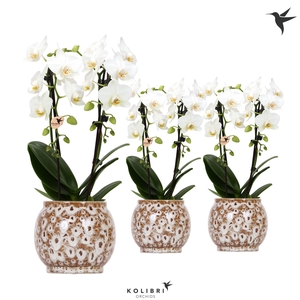 Kolibri Orchids Niagara fall white 2 spike in Safari pot