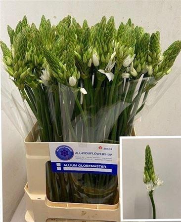 <h4>Ornit Thyrsoides</h4>