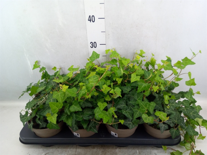 <h4>Hedera hibernica</h4>