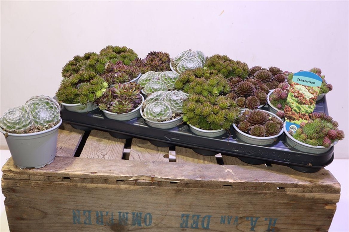 <h4>arr8 Semp Gem</h4>