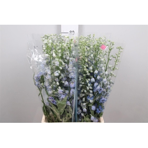 Delph Du Mag F Skyblue Wb