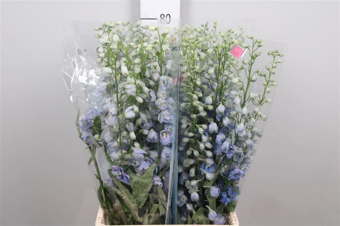 <h4>Delph Du Mag F Skyblue Wb</h4>