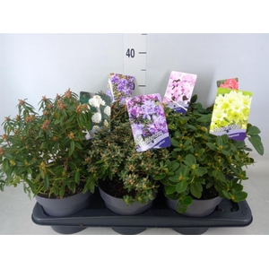 Rhododendron   ...dwarf shapes