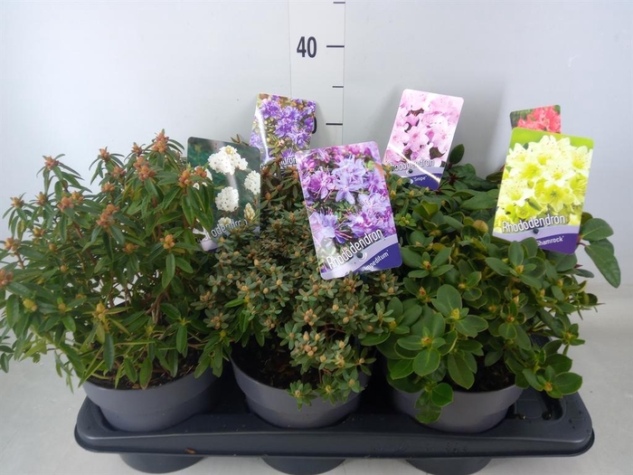 <h4>Rhododendron ...dwarf shapes</h4>