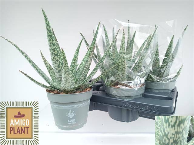 <h4>ALOE VERA</h4>