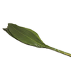 Aspidistra Vacuum 60 Cm X5