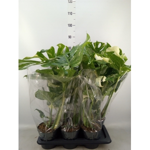 Monstera delic. 'Thai Constellatio'