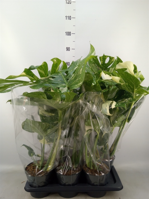 <h4>Monstera delic. 'Thai Constellatio'</h4>