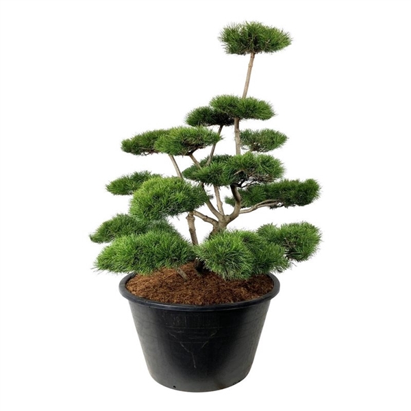 <h4>Pinus contorta</h4>