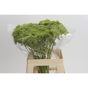 Ammi Visnaga Green Mist