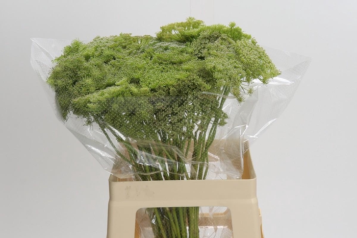 <h4>Ammi Visnaga Green Mist</h4>