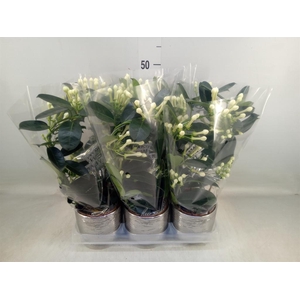 Stephanotis floribunda   ...