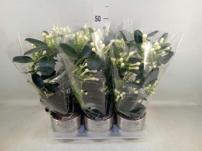 <h4>Stephanotis floribunda   ...</h4>