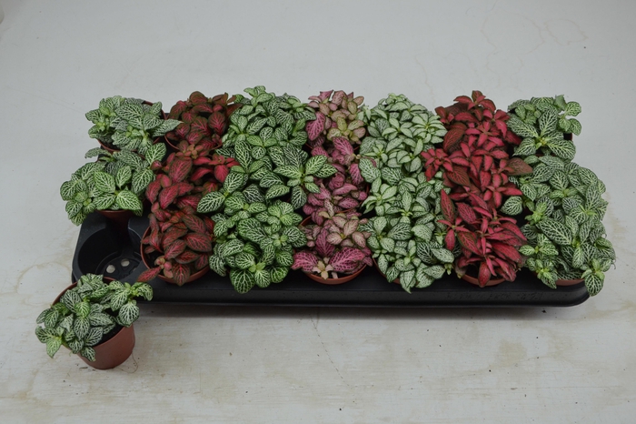 <h4>FITT GEM 7 KL</h4>