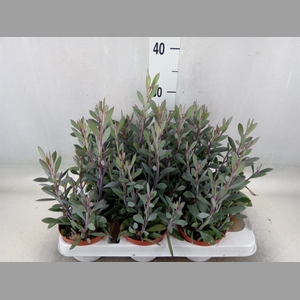 Senecio crassissimus