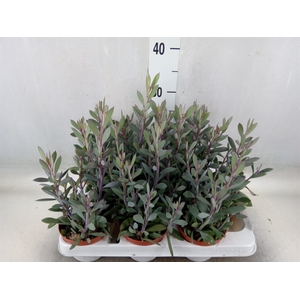 Senecio crassissimus