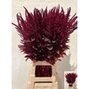 Amaranthus Cr Velvet 80cm