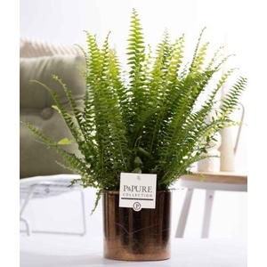 Nephrolepis Green Lady in P&PURE Juliette gold