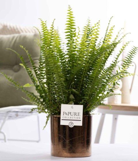 <h4>Nephrolepis Green Lady in P&PURE Juliette gold</h4>
