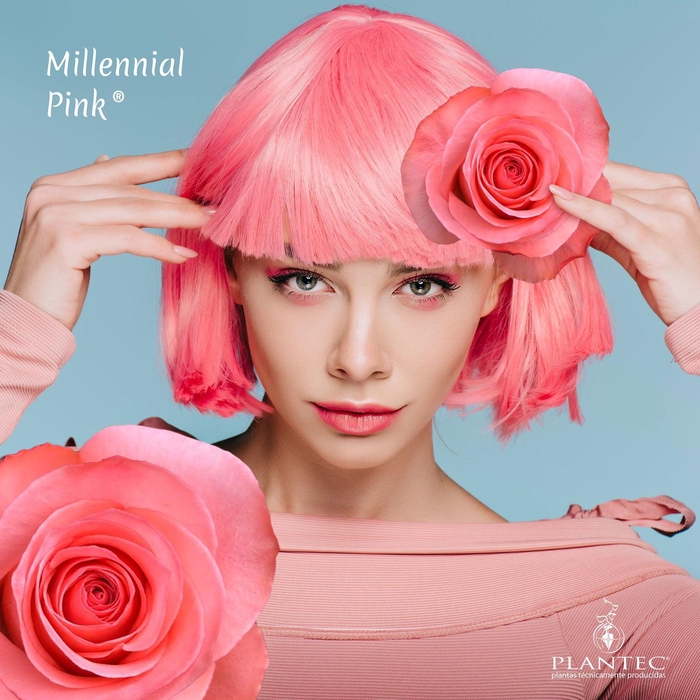 <h4>R GR MILLENIUM PINK</h4>