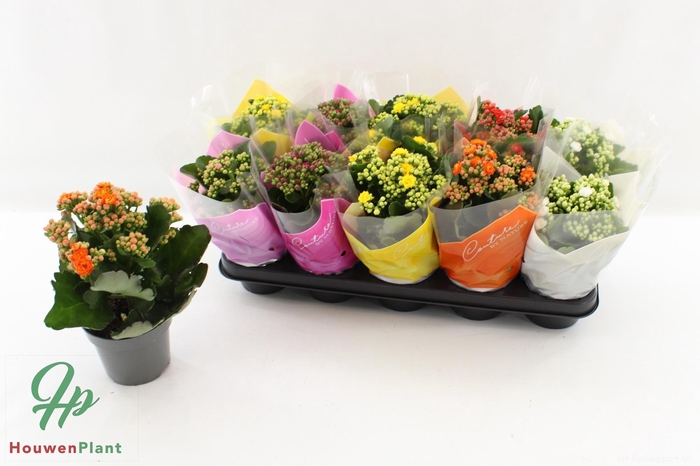 <h4>KAL GE GEM 5 KL</h4>