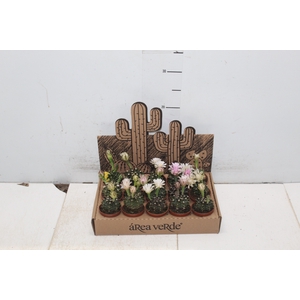 CACTUS GYMNOCALYCIUM MIHANOVICHII P06