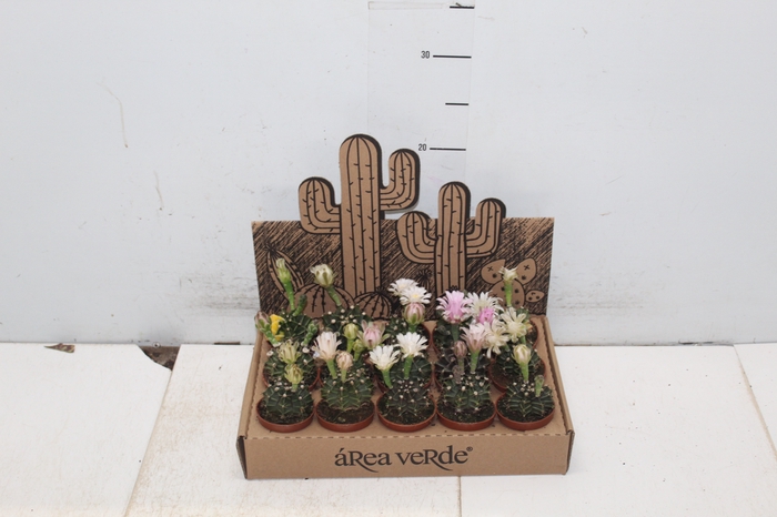 CACTUS GYMNOCALYCIUM MIHANOVICHII P06