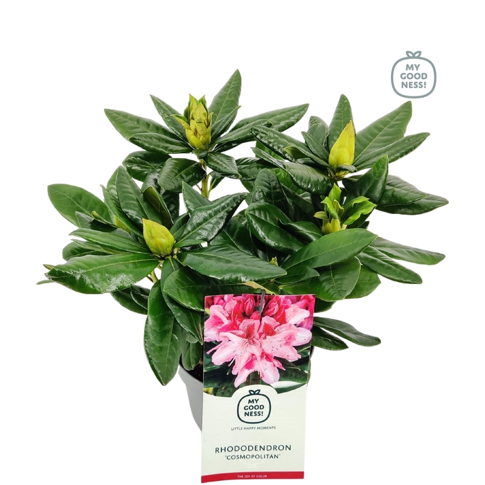 <h4>Rhododendron hybr. 'Cosmopolitan' C2 30-35</h4>