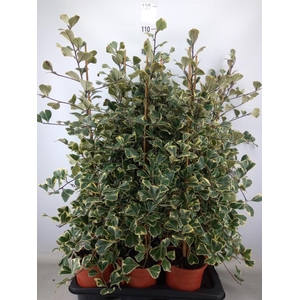 Ficus triangularis 'Sweetheart'