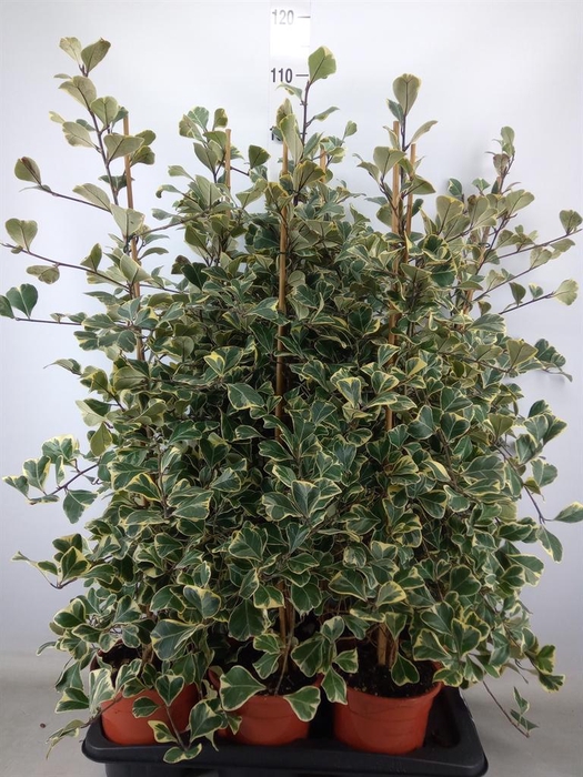 <h4>Ficus triangularis 'Sweetheart'</h4>