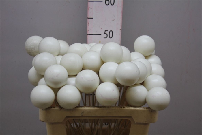 <h4>X-mas Balls White</h4>