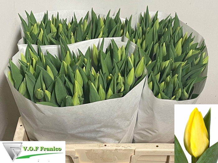 <h4>TU EN STRONG GOLD</h4>