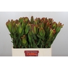 Leucadendron Laurel Yellow