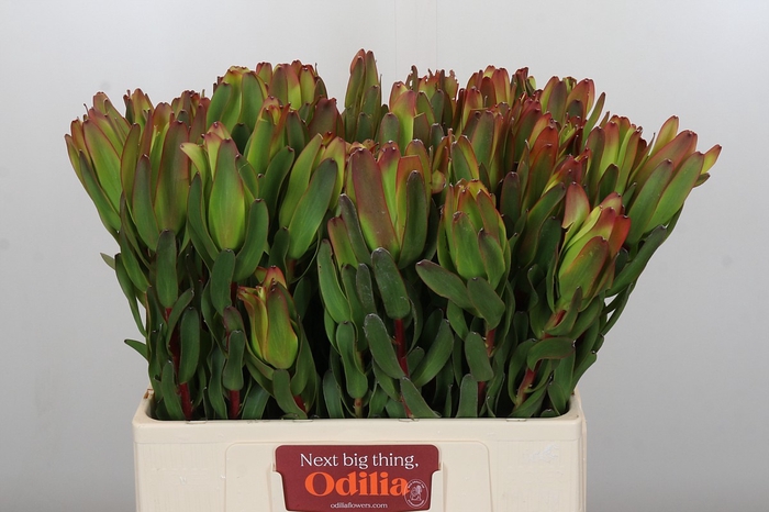 <h4>Leucadendron Laurel Yellow</h4>
