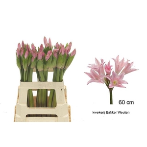 AMARCRINUM
