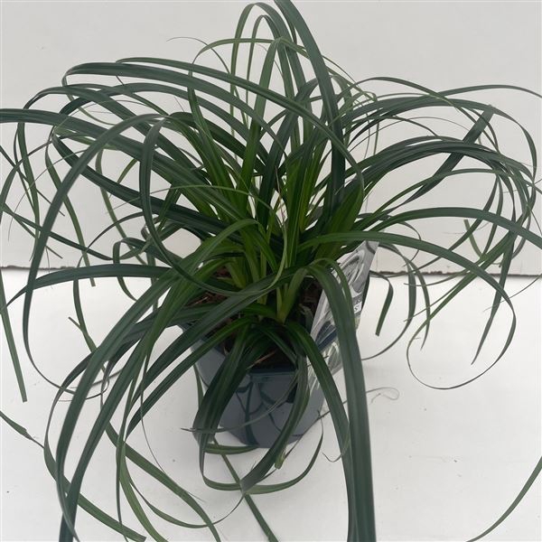 Carex oshimensis