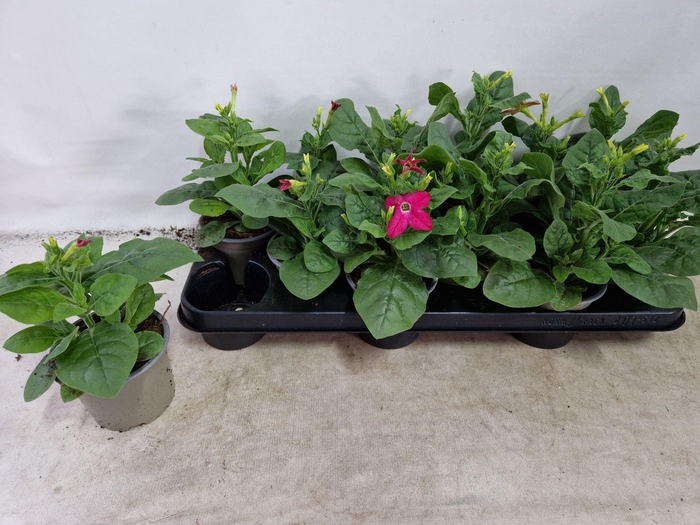 <h4>Nicotiana</h4>