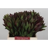 Leucadendron Saf Sunset Dark Red