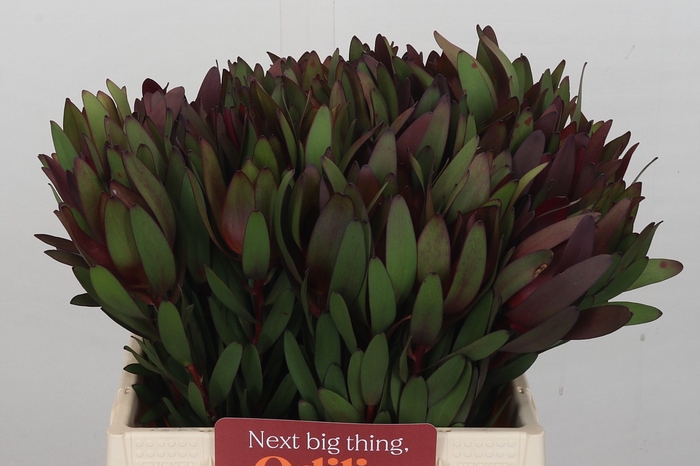 <h4>Leucadendron Saf Sunset Dark Red</h4>