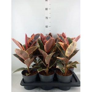 Ficus elastica 'Belize'