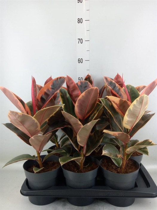 <h4>Ficus elastica 'Belize'</h4>