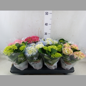 Hydrangea mac.   ...mix