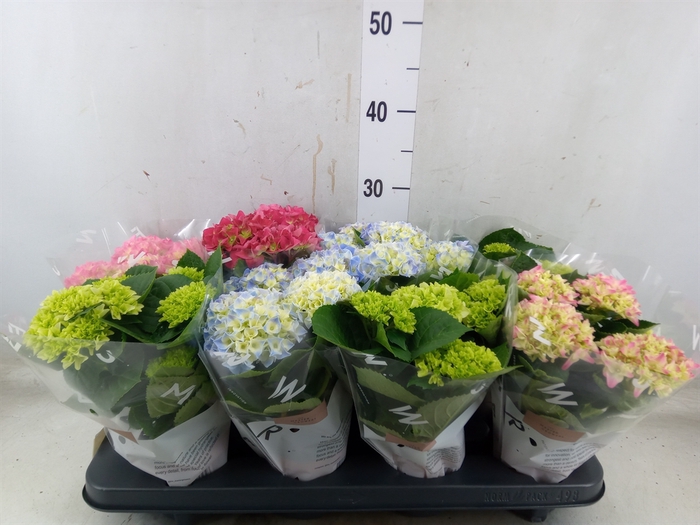 <h4>Hydrangea mac.   ...mix</h4>